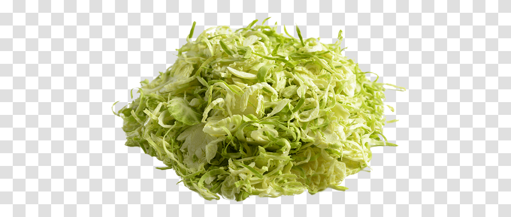 Endive, Plant, Vegetable, Food, Cabbage Transparent Png