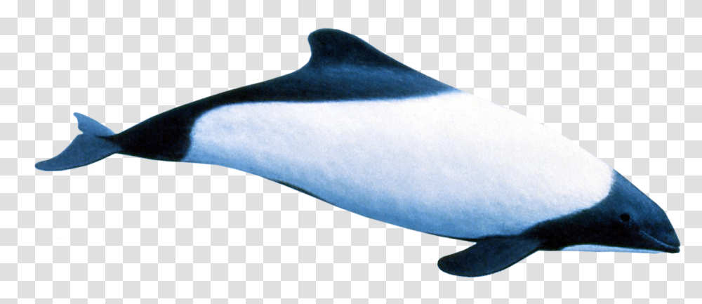 Endless Ocean Wiki Killer Whale, Dolphin, Mammal, Sea Life, Animal Transparent Png