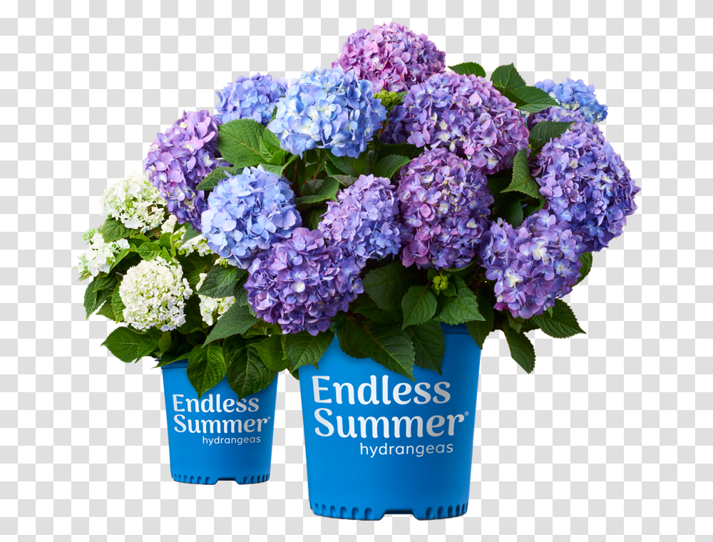 Endless Summer Hydrangea, Plant, Flower, Blossom, Lilac Transparent Png