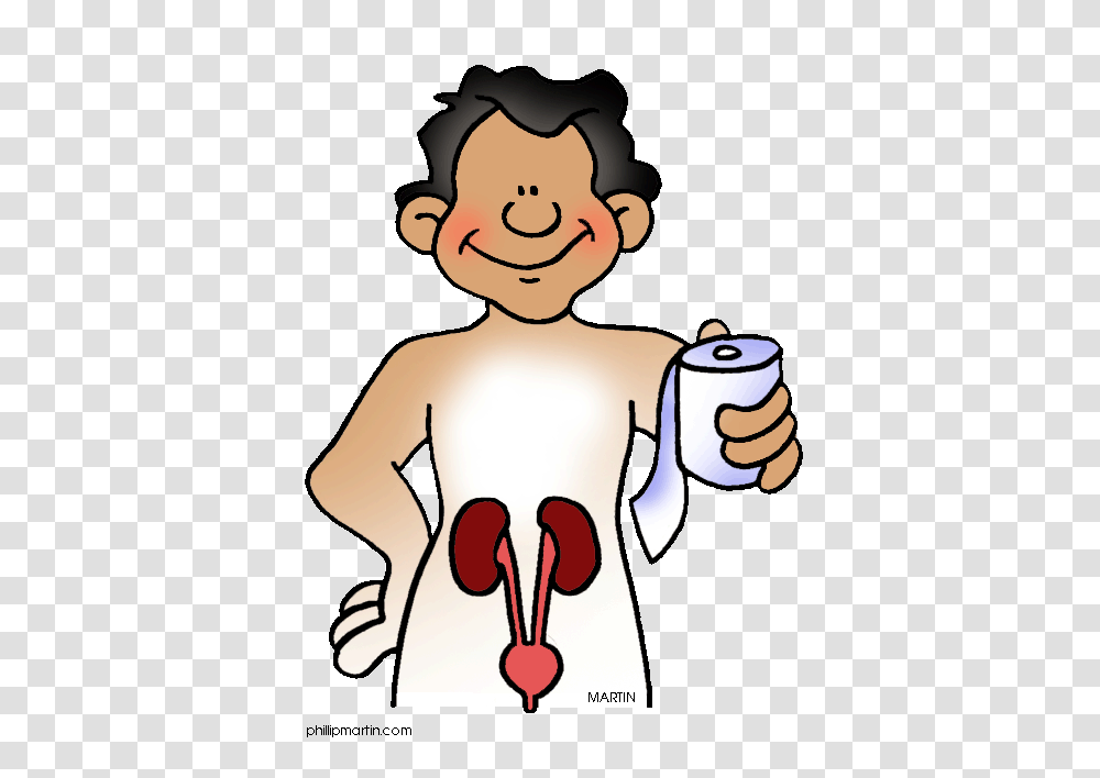 Endocrine System Cliparts Free Download Clip Art, Paper, Towel, Paper Towel, Tissue Transparent Png