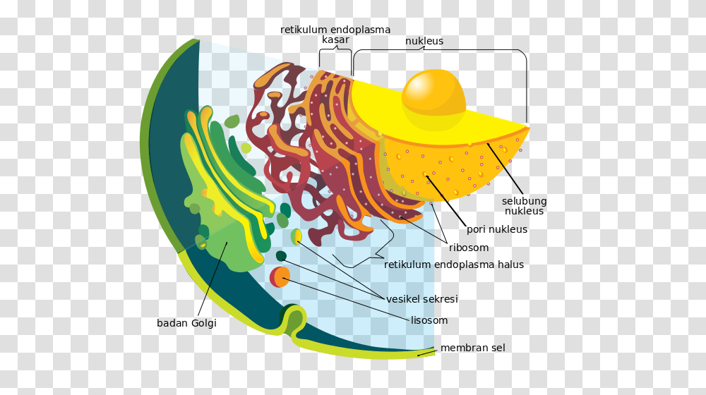 Endomembrane System Diagram Id, Outer Space, Astronomy, Universe, Planet Transparent Png