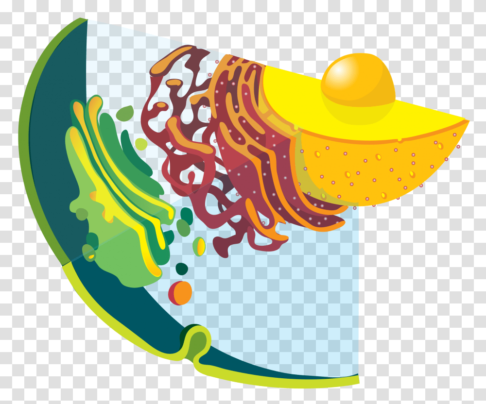 Endomembrane System Diagram Notext, Astronomy, Outer Space, Universe, Hat Transparent Png