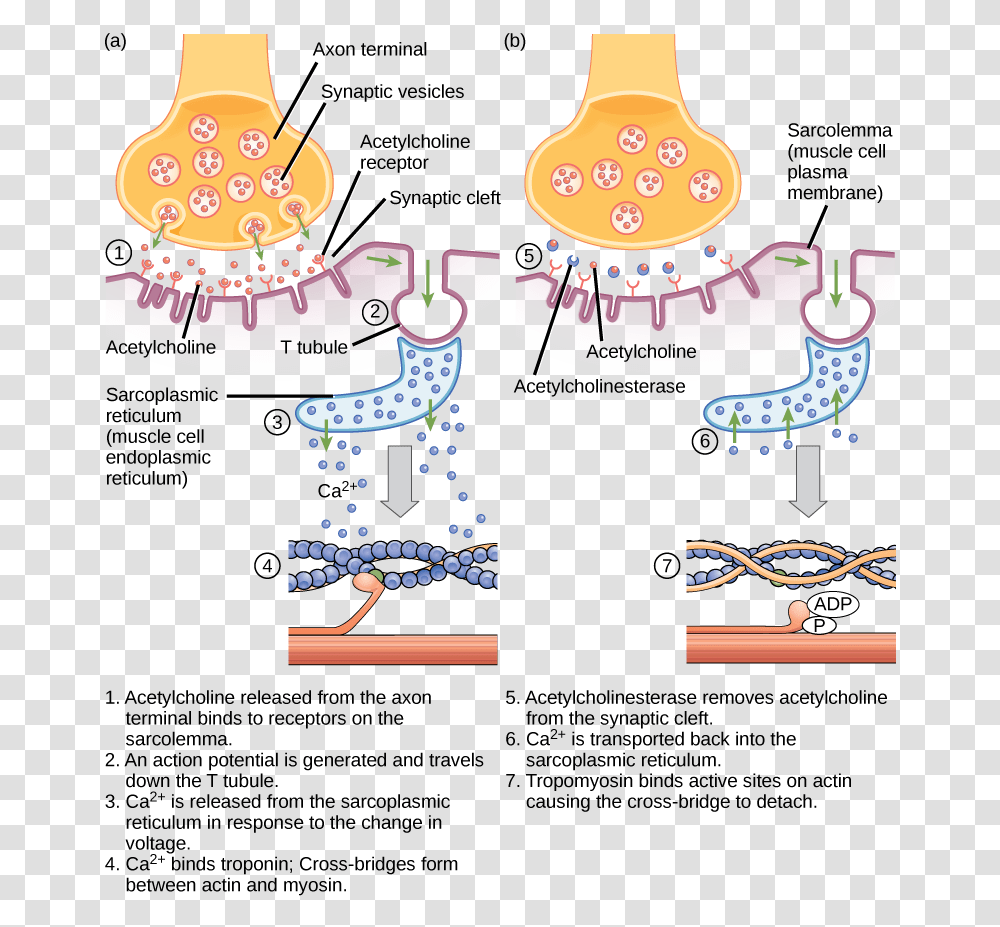 Endoplasmic Reticulum Clipart Diagram Excitation Contraction Coupling, Leisure Activities, Label, Plant Transparent Png