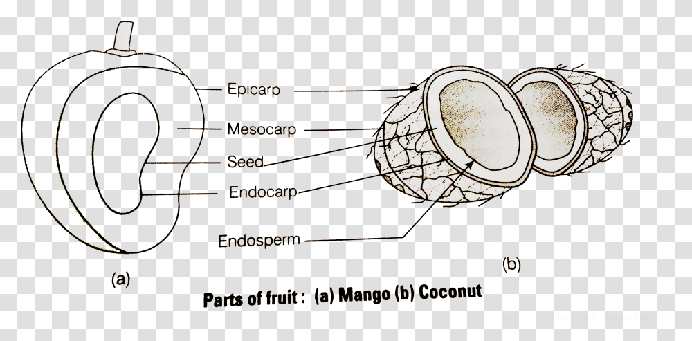 Endosperm Coconut, Sphere, Light, Spider Web, Astronomy Transparent Png