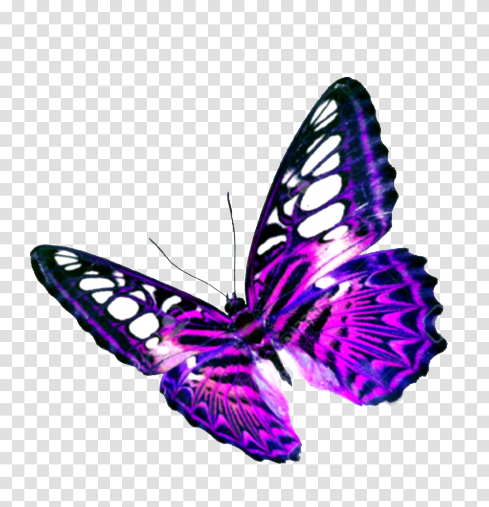 Endquiz, Butterfly, Insect, Invertebrate, Animal Transparent Png
