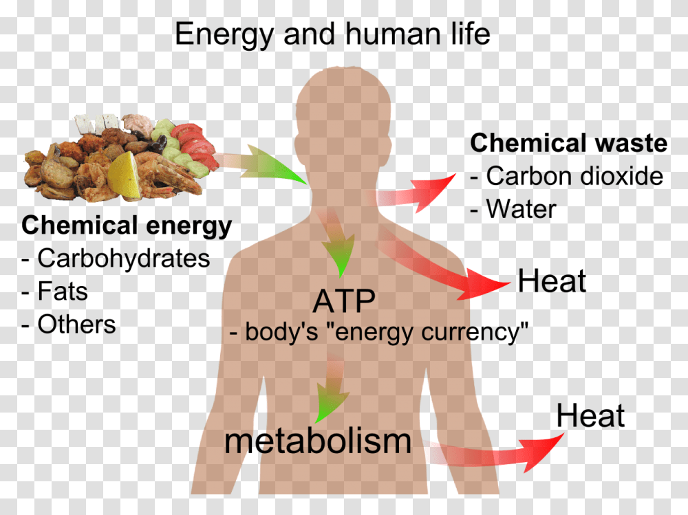 Energy And Life, Person, Plant, Food Transparent Png