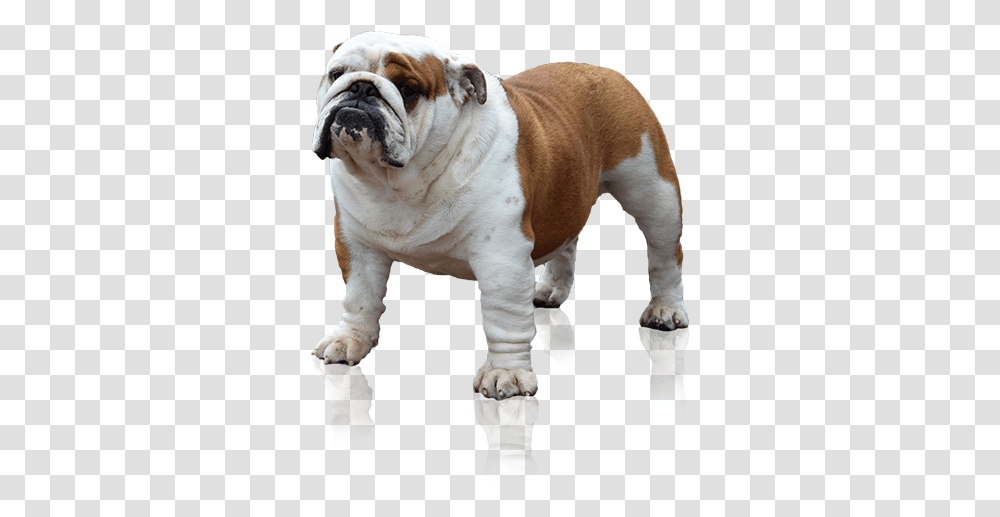 English Bulldog 6 Image Engelse Bulldog, Pet, Canine, Animal, Mammal Transparent Png