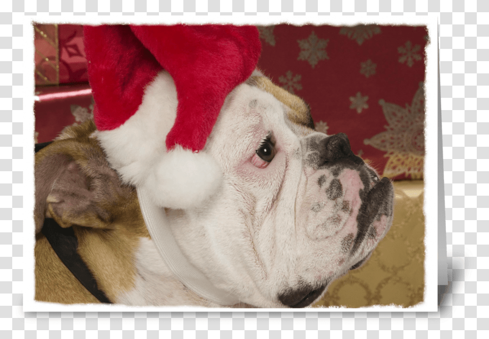 English Bulldog Not Merry Greeting Card French Bulldog, Pet, Canine, Animal, Mammal Transparent Png