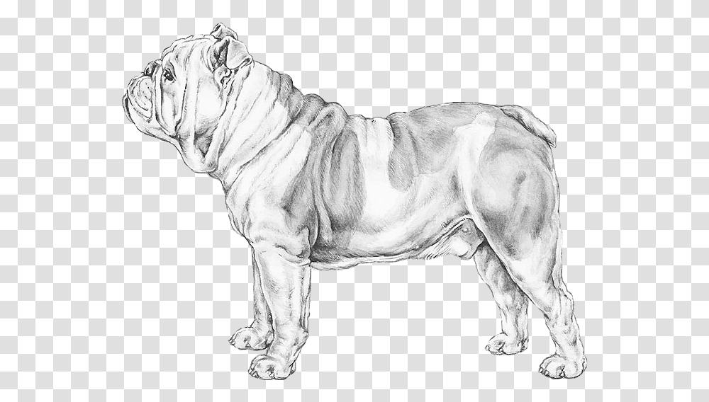 English Bulldog Peso De Un Bulldog Ingles, Mammal, Animal, Pet, Canine Transparent Png