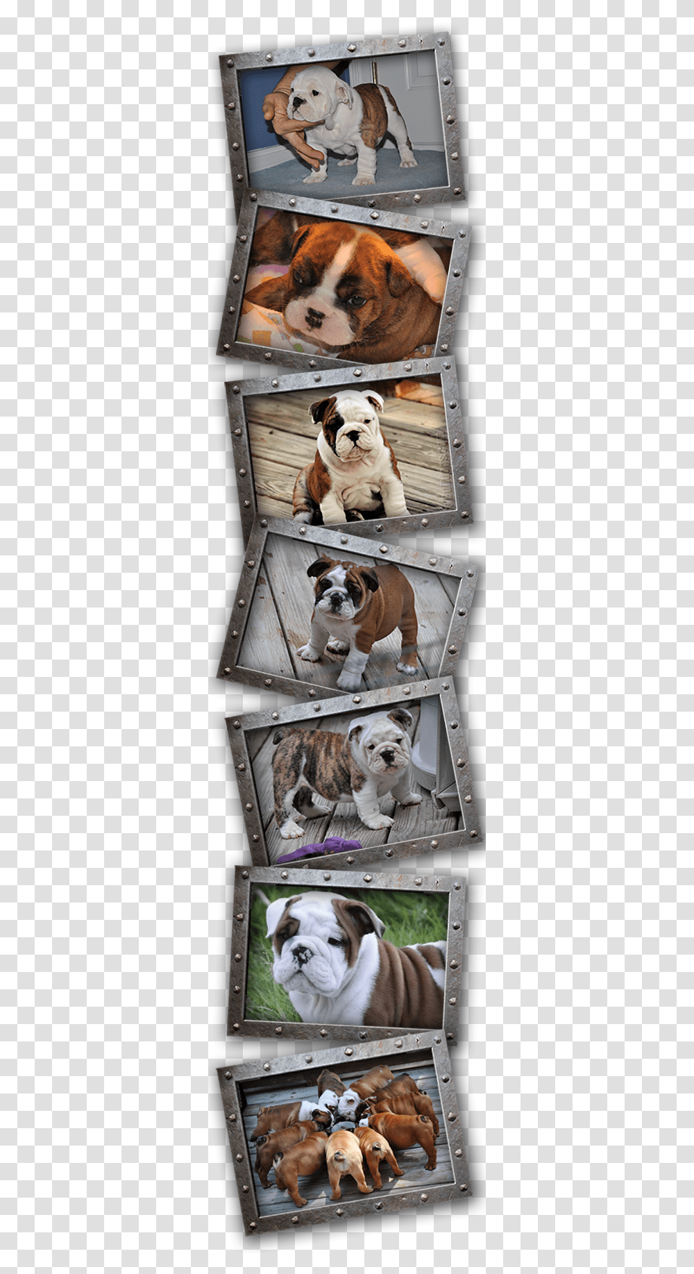 English Bulldog, Pet, Canine, Animal, Mammal Transparent Png