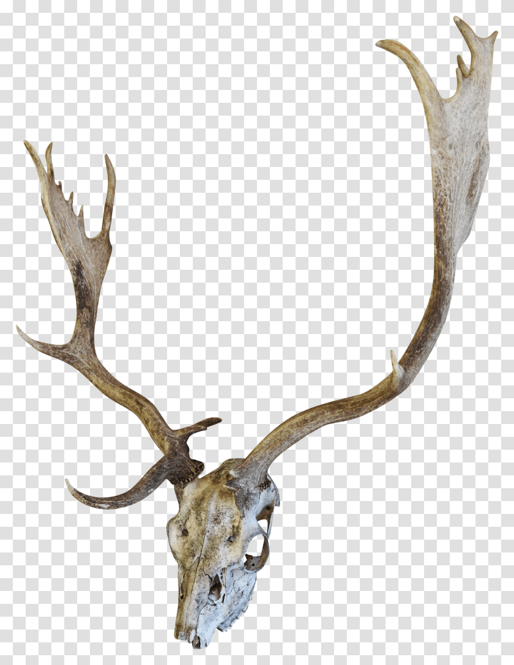 English Fallow Deer Skull Chairish Skull, Antler, Antelope, Wildlife, Mammal Transparent Png