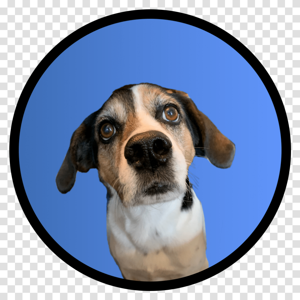 English Foxhound, Dog, Pet, Canine, Animal Transparent Png