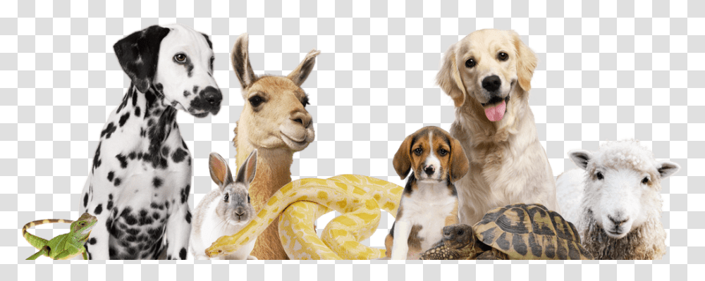 English Foxhound, Sheep, Mammal, Animal, Dog Transparent Png