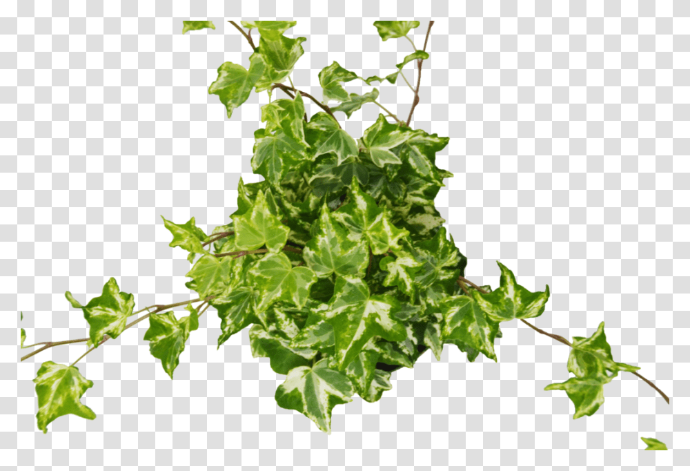 English Ivy Kolibre English Ivy, Plant, Leaf, Vine Transparent Png