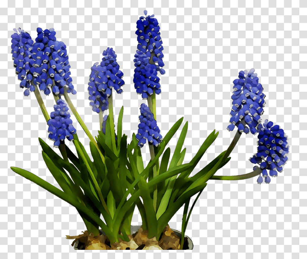 English Lavender Cut Flowers Hyacinth Bluebonnet Hyacinth Flower Clipart, Plant, Lupin, Iris, Geranium Transparent Png