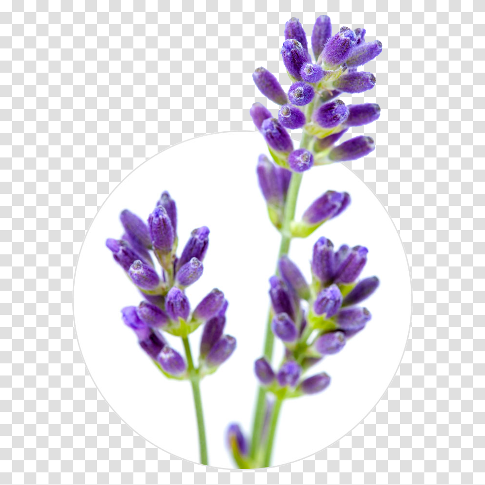 English Lavender Flower Stock Photography Lavender Lavender, Plant, Blossom, Lupin, Petal Transparent Png