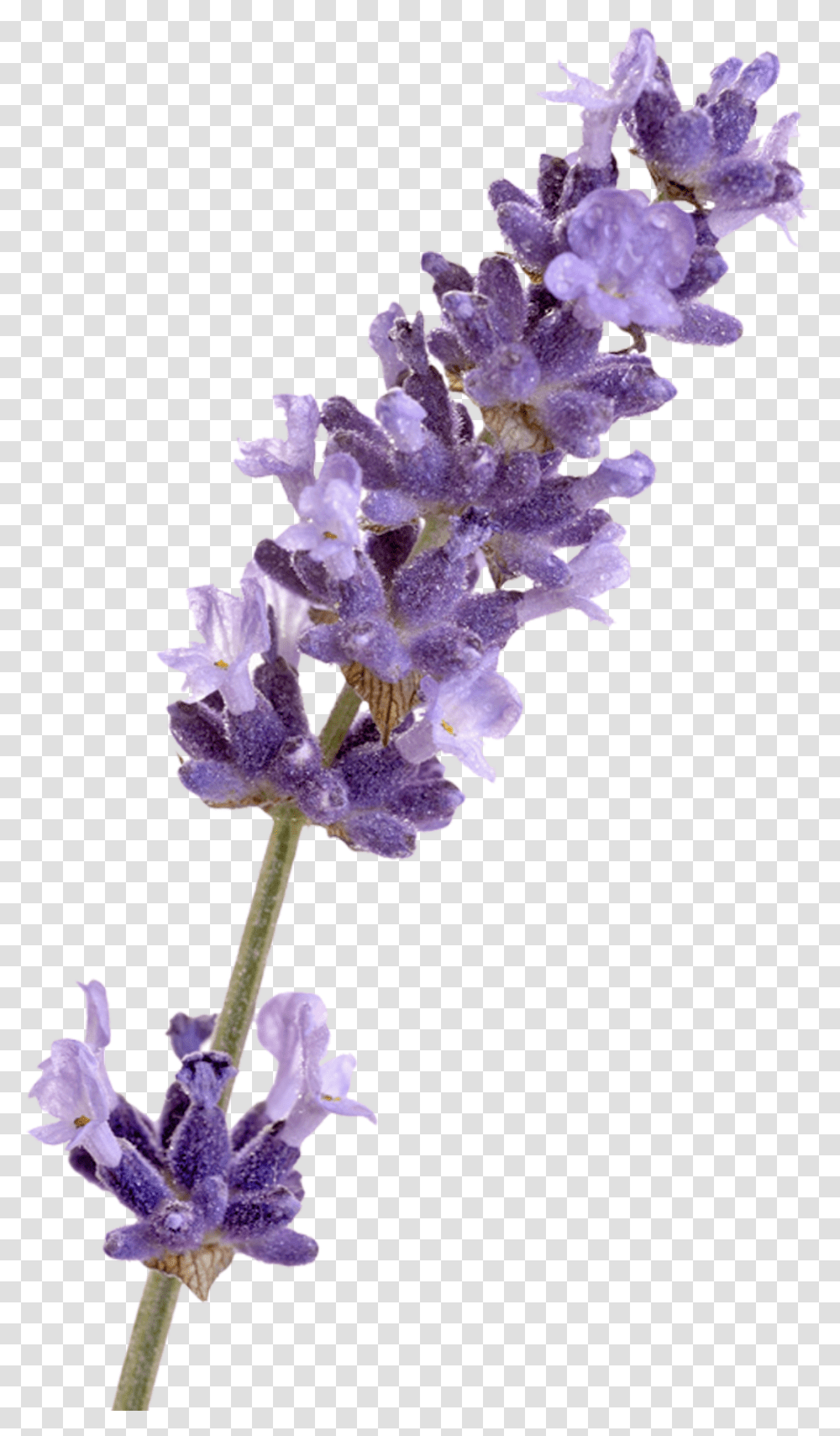 English Lavender French Lavender Flower Lavender, Plant, Blossom, Iris, Lupin Transparent Png