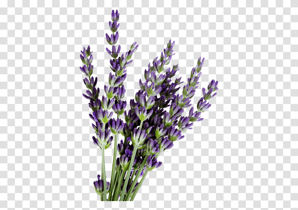 English Lavender Lavenders, Plant, Flower, Blossom, Purple Transparent Png