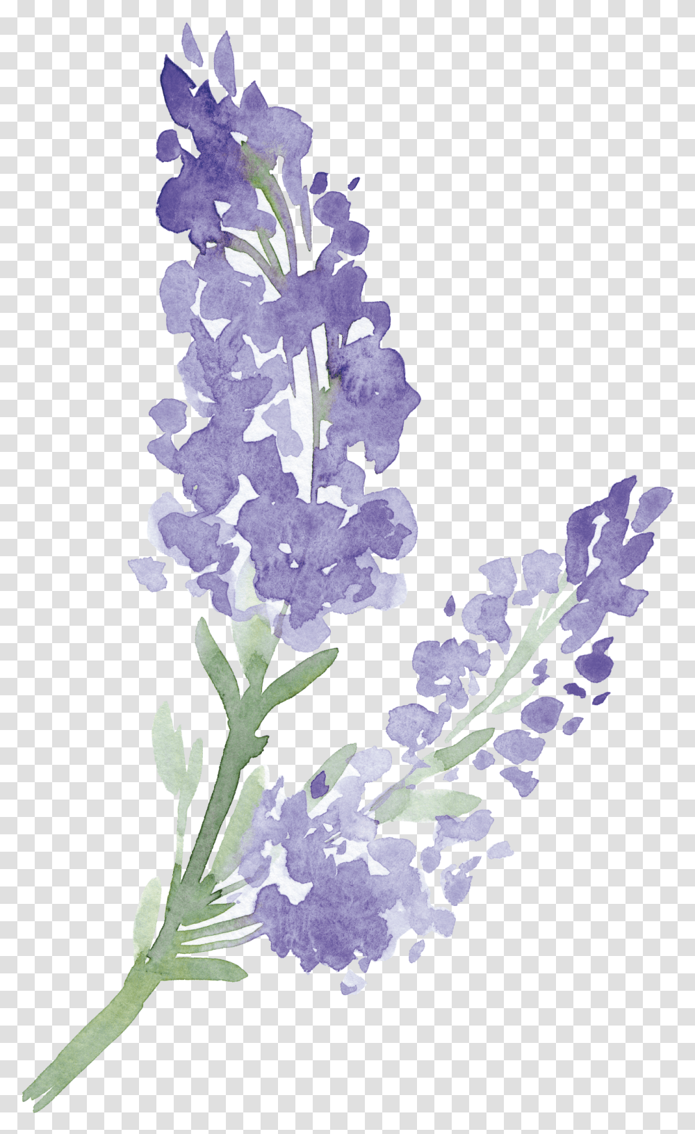 English Lavender, Plant, Flower, Blossom, Acanthaceae Transparent Png