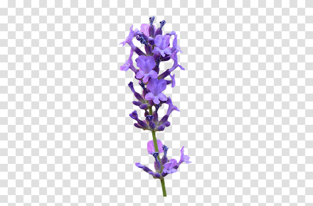 English Lavender, Plant, Flower, Blossom, Agapanthus Transparent Png