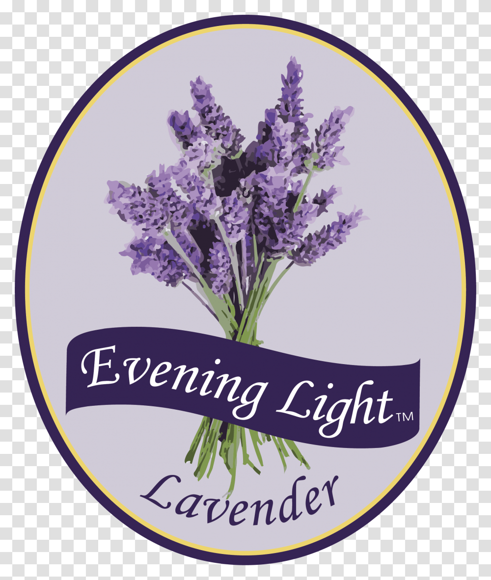 English Lavender, Plant, Flower, Blossom Transparent Png