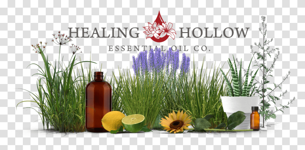 English Lavender, Plant, Flower, Glass, Beverage Transparent Png