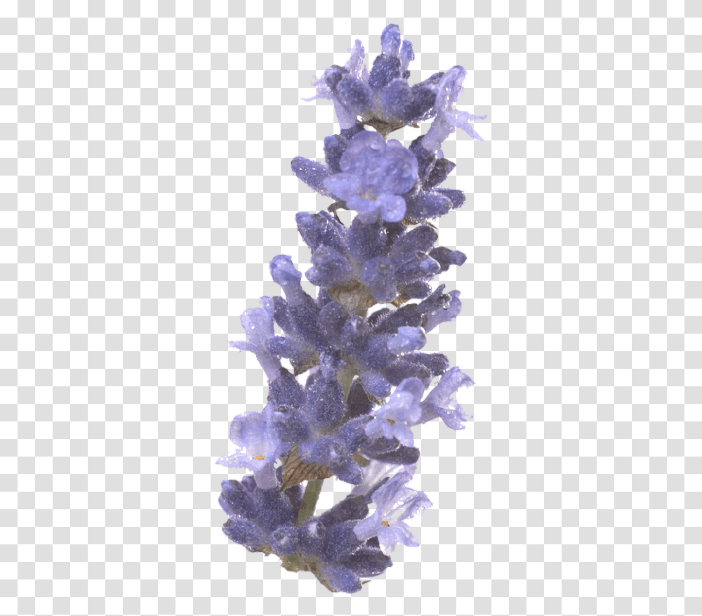 English Lavender, Plant, Flower, Pollen, Iris Transparent Png