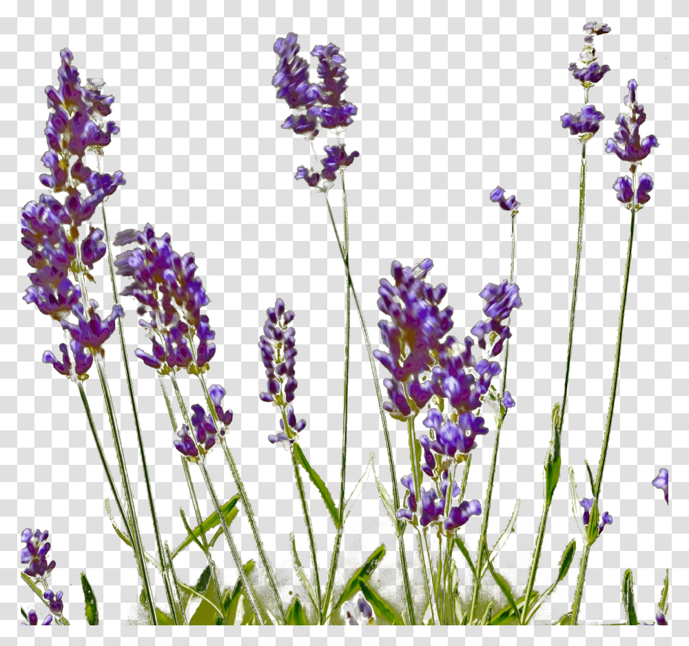 English Lavender, Plant, Flower, Purple, Lupin Transparent Png
