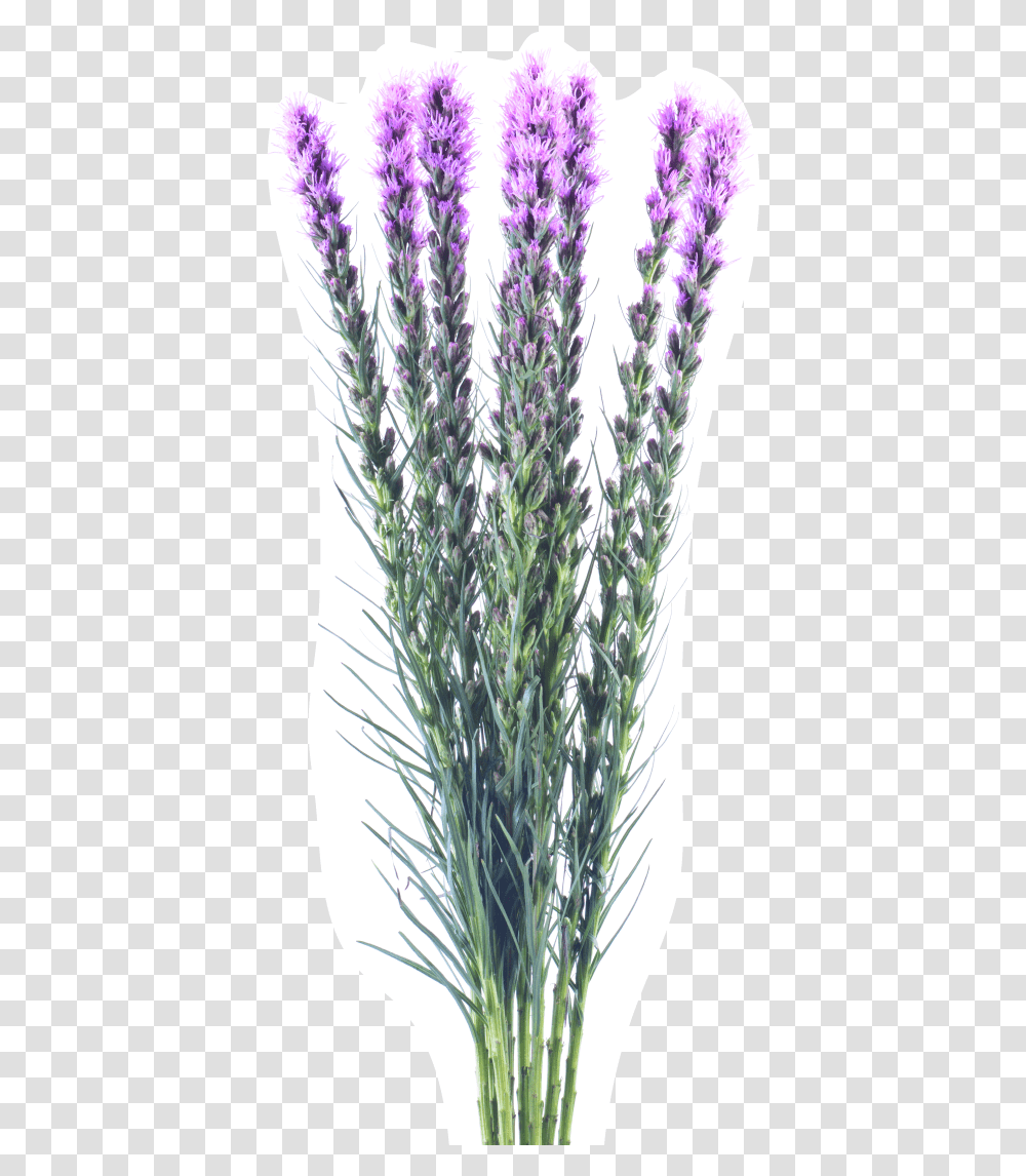 English Lavender, Plant, Grass, Rug, Agropyron Transparent Png