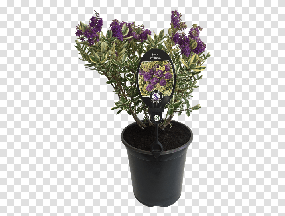 English Lavender, Plant, Purple, Flower, Blossom Transparent Png