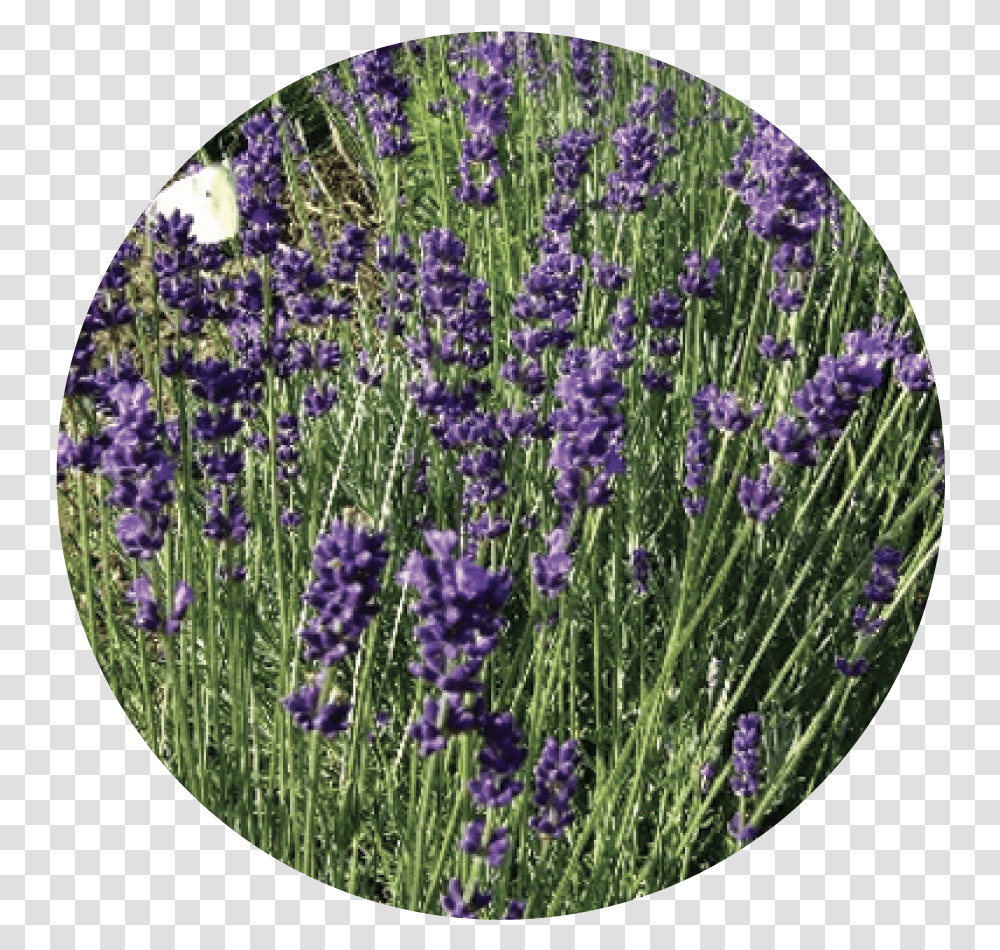 English Lavender, Plant Transparent Png