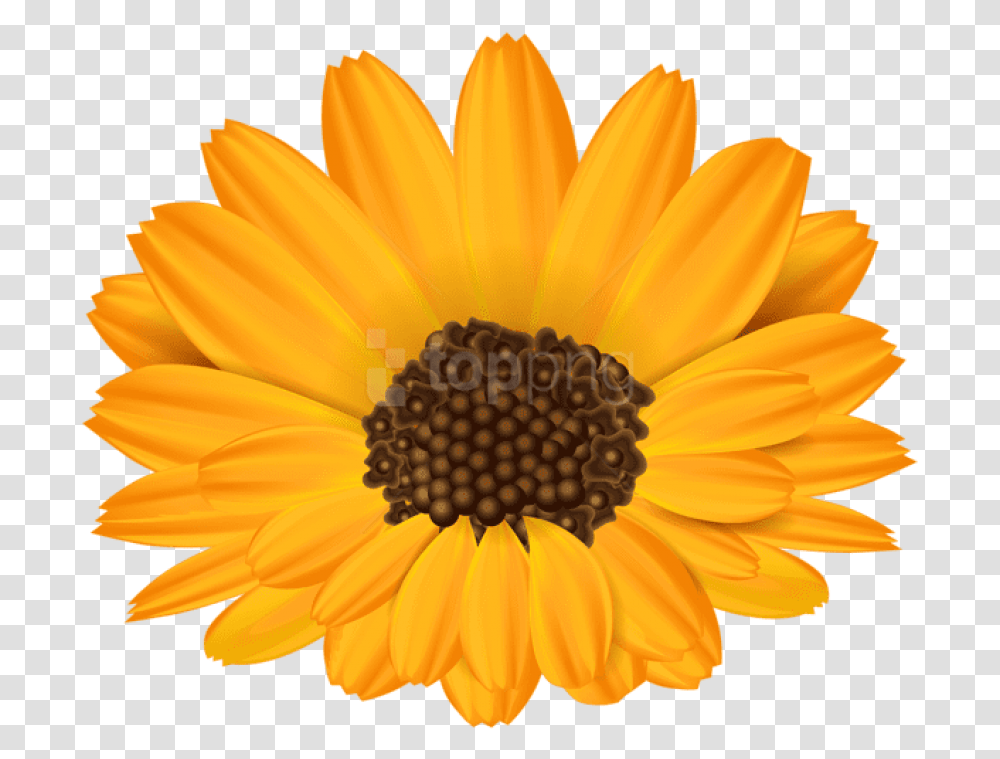 English Marigold Free Clipart Orange Flowers, Plant, Blossom, Daisy, Daisies Transparent Png