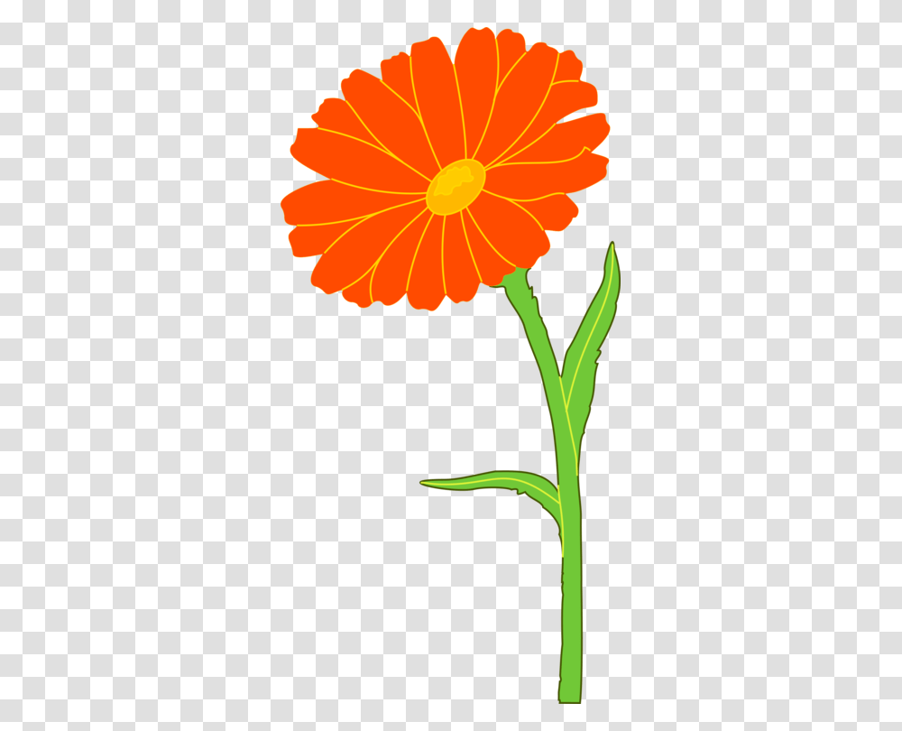 English Marigold Mexican Marigold Annual Plant Flower Southern, Blossom, Petal, Daisy, Daisies Transparent Png