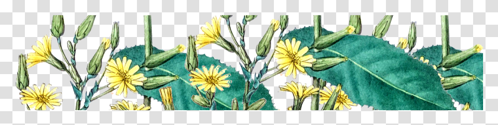 English Marigold, Plant, Flower, Anther, Daisy Transparent Png