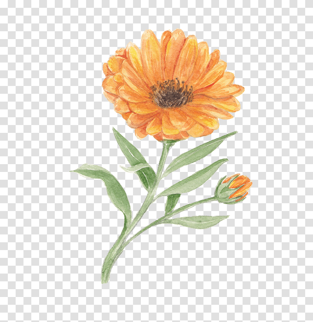 English Marigold, Plant, Flower, Blossom, Petal Transparent Png