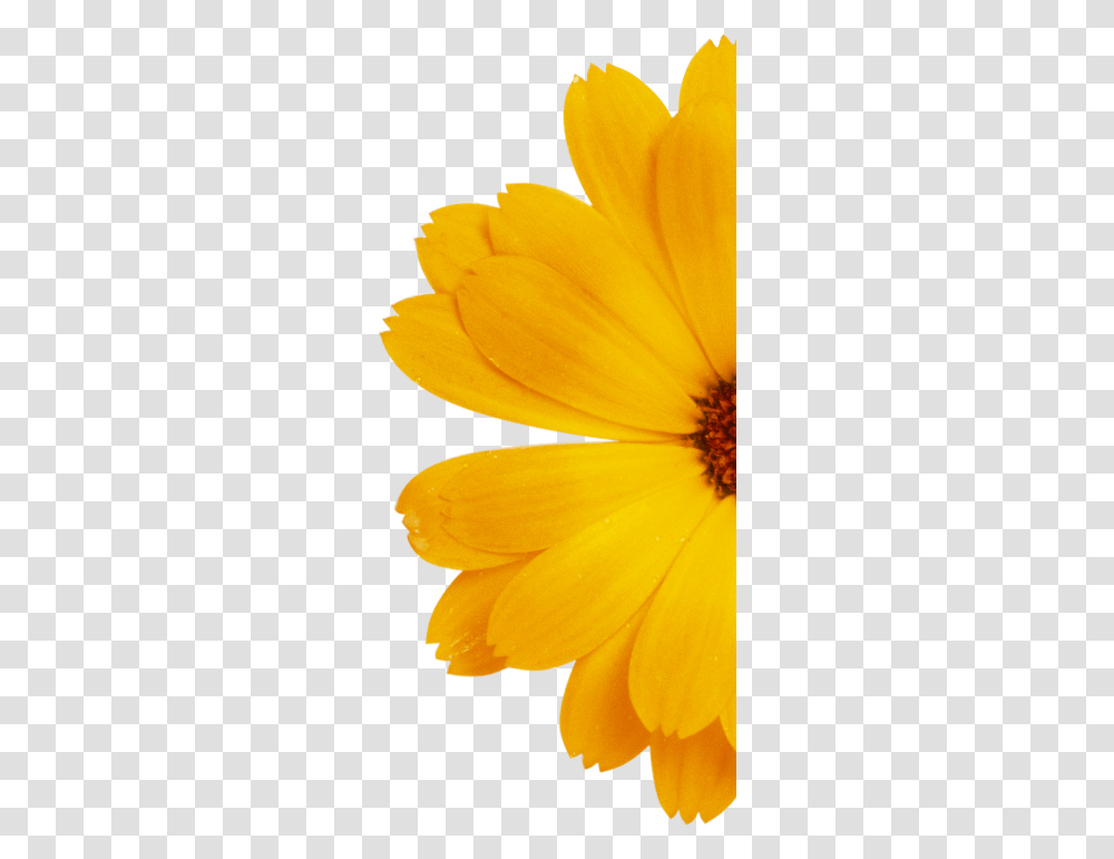 English Marigold, Plant, Flower, Daisy, Pollen Transparent Png