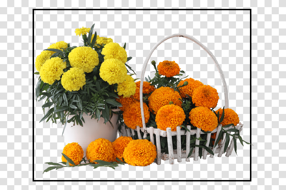 English Marigold, Plant, Flower, Flower Arrangement, Daisy Transparent Png