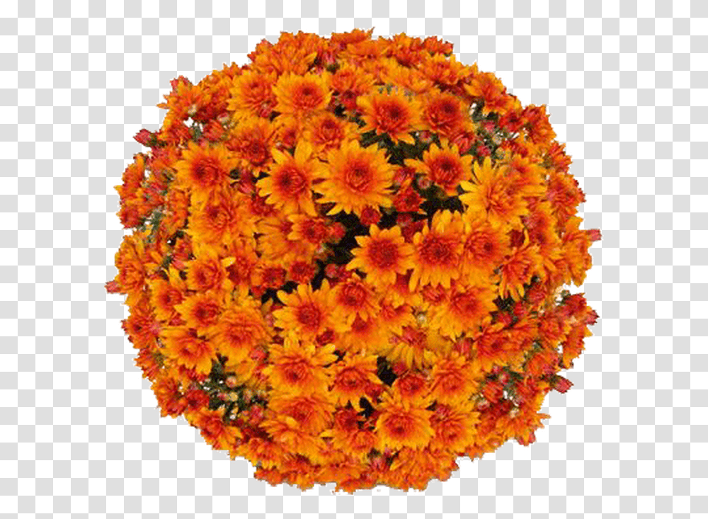 English Marigold, Plant, Flower, Flower Arrangement, Geranium Transparent Png