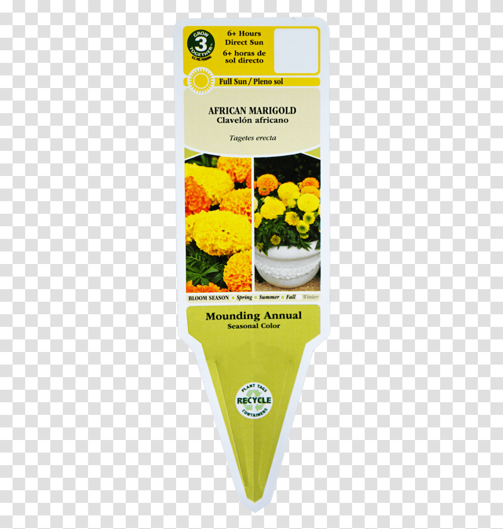 English Marigold, Plant, Flower, Poster, Advertisement Transparent Png