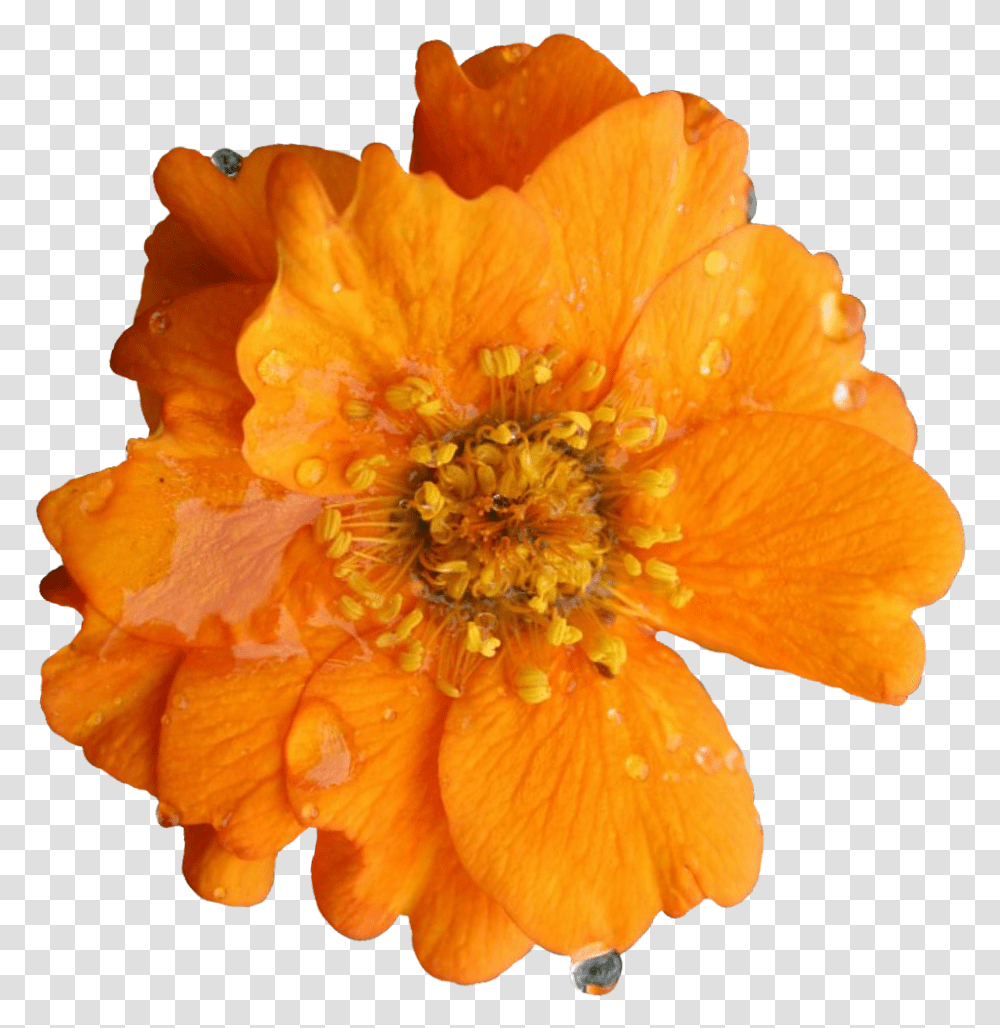 English Marigold, Plant, Pollen, Flower, Blossom Transparent Png