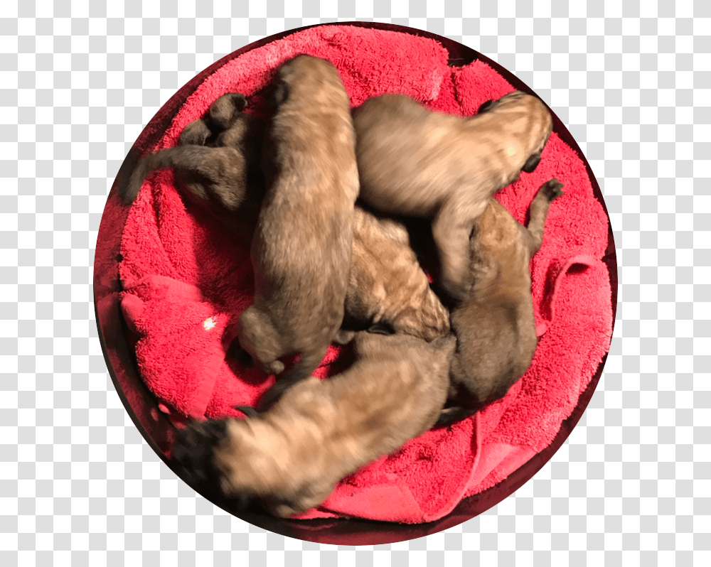 English Mastiff Puppies For Sale Paw, Sleeping, Asleep, Pet, Animal Transparent Png