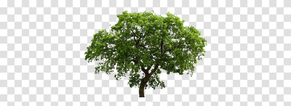 English Oak Tree Background Free Images Background Oak Tree Clipart, Plant, Sycamore, Tree Trunk, Bonsai Transparent Png