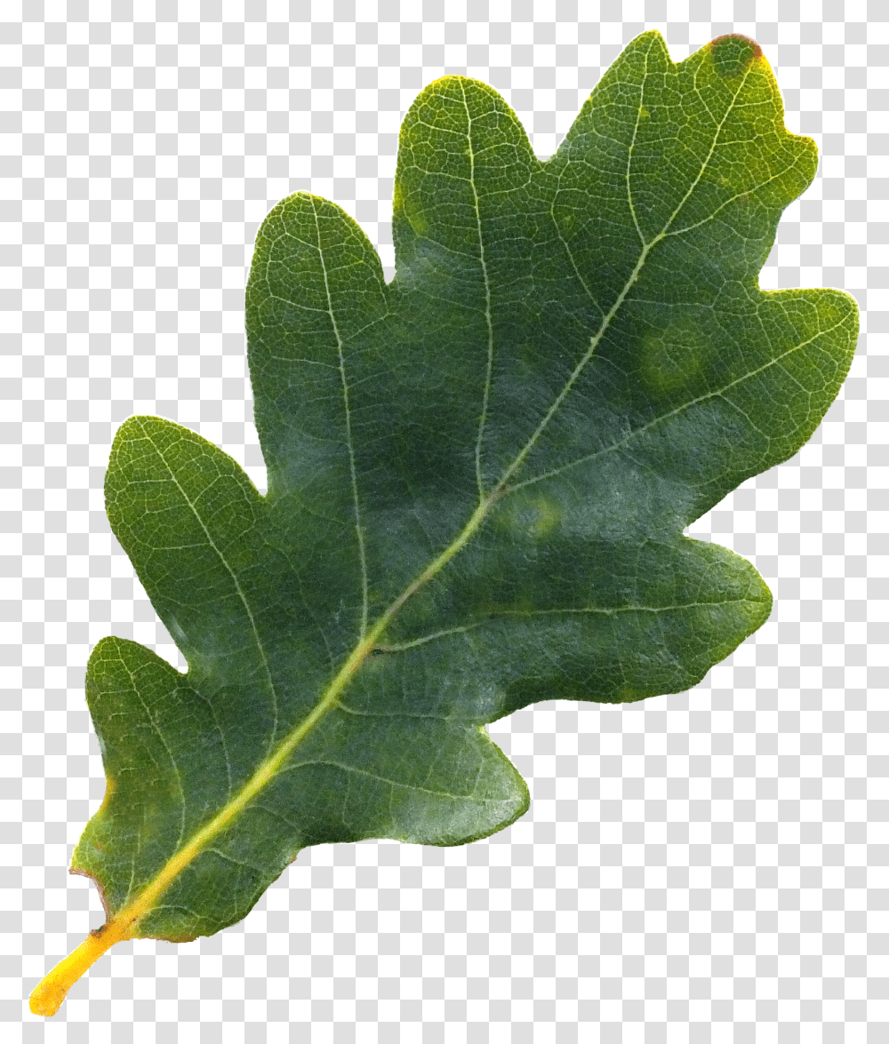 English Oak Tree Northern Red Acorn Leaf Pepermint Oak Oak Leaf Transparent Png