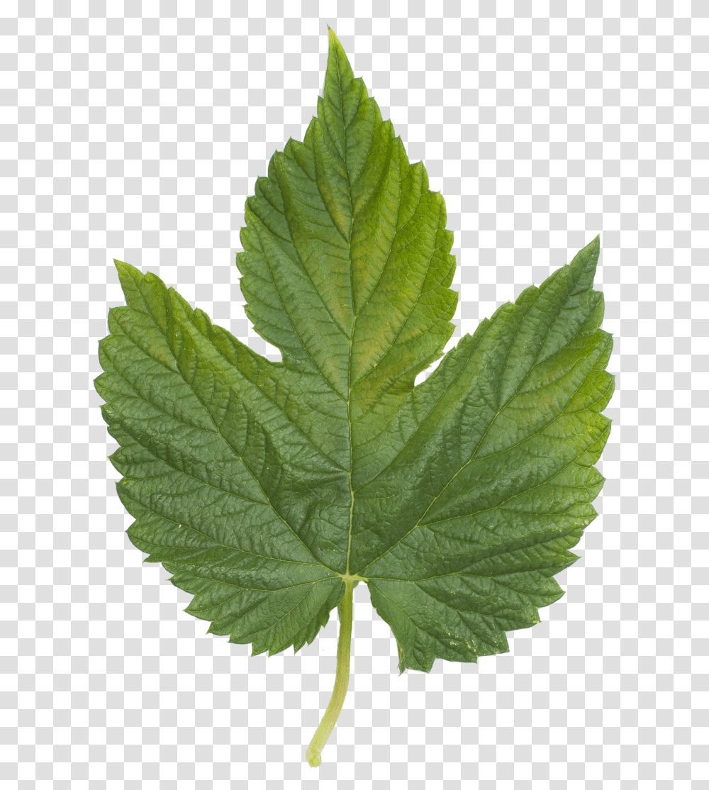 English Sycamore Tree Leaf, Plant, Oak, Maple Leaf, Veins Transparent Png