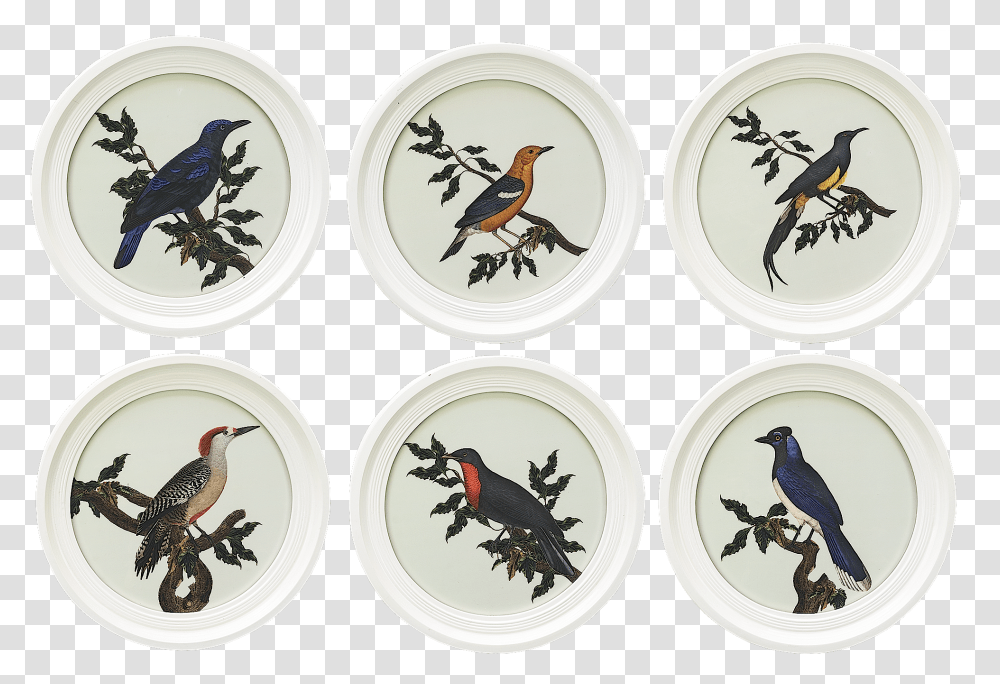 Engraving Oiseaux Buffon Round White Set Of 6Title Oiseaux Buffon, Bird, Animal, Wasp, Insect Transparent Png