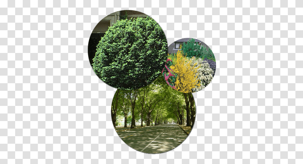 Enhancing And Protecting The Plants Around Your Home Trees, Vegetation, Bush, Tree Trunk, Hole Transparent Png