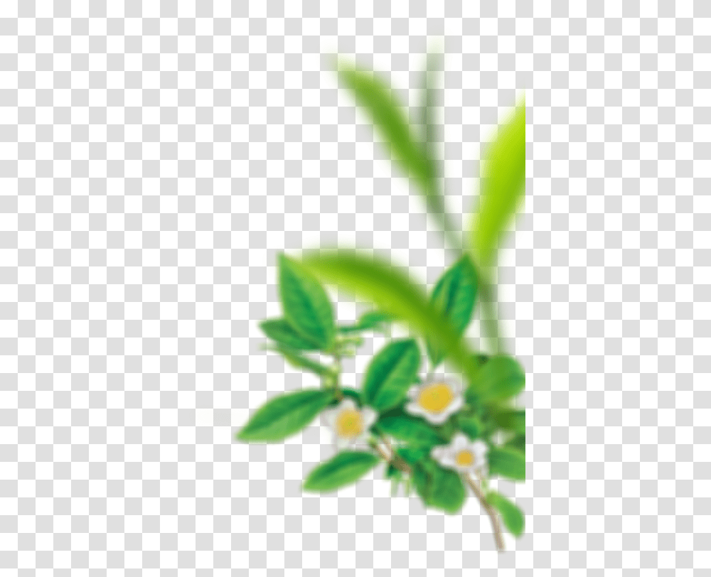 Enjoyment Clipart Tea Plant, Leaf, Green, Flower, Petal Transparent Png