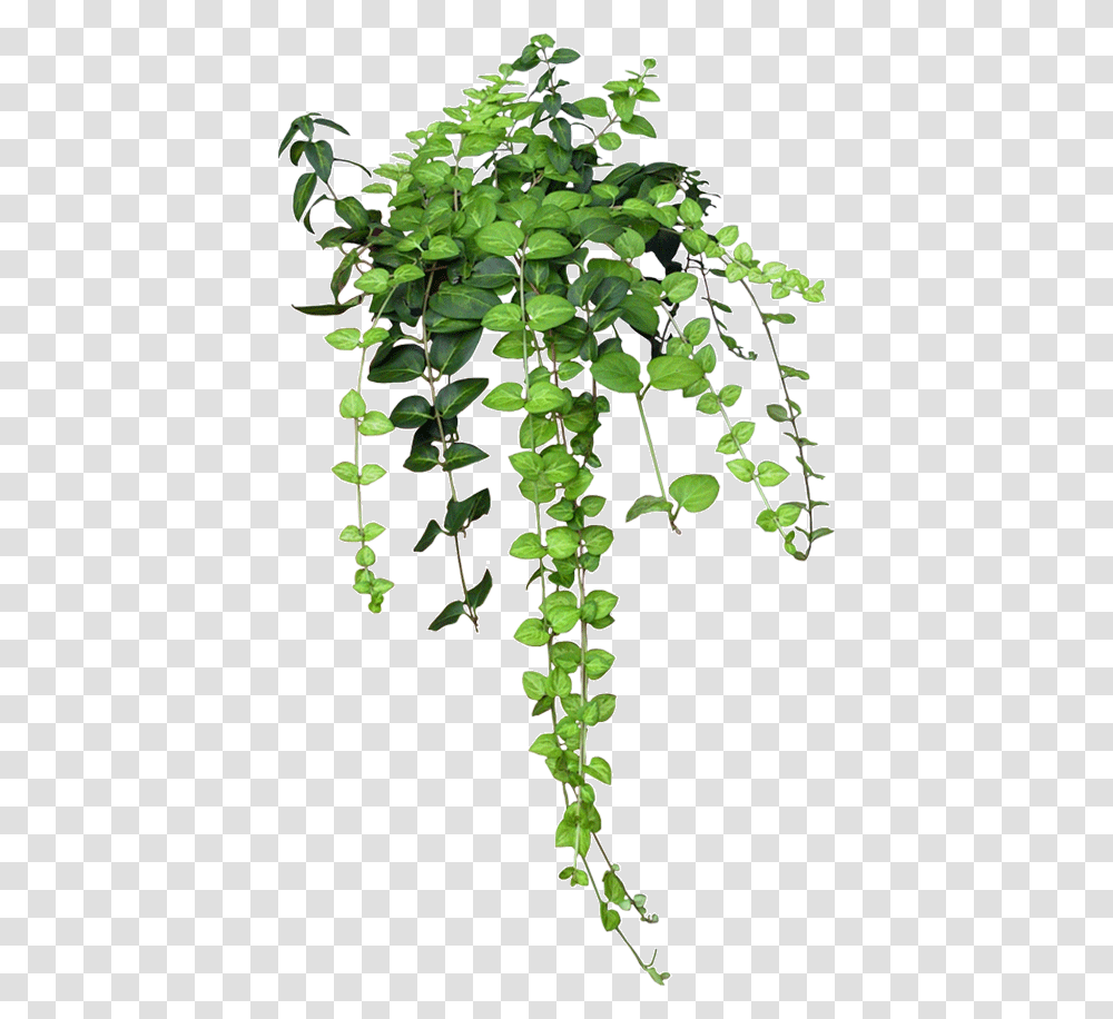 Enredadera Download Plants, Vine, Leaf, Ivy Transparent Png