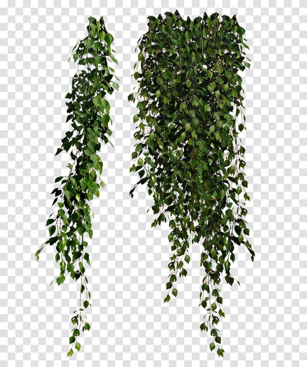 Enredadera Plant, Ivy, Tree, Vine Transparent Png