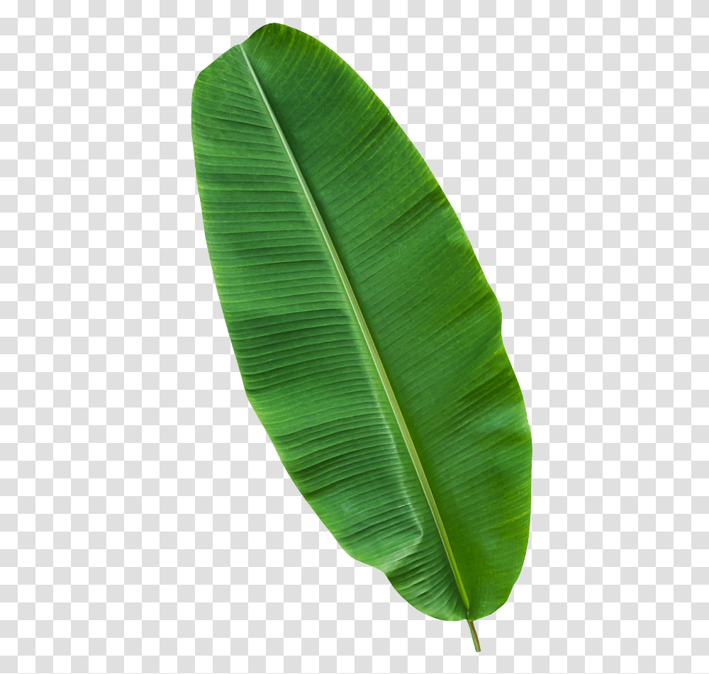 Ensete, Leaf, Plant, Green, Veins Transparent Png